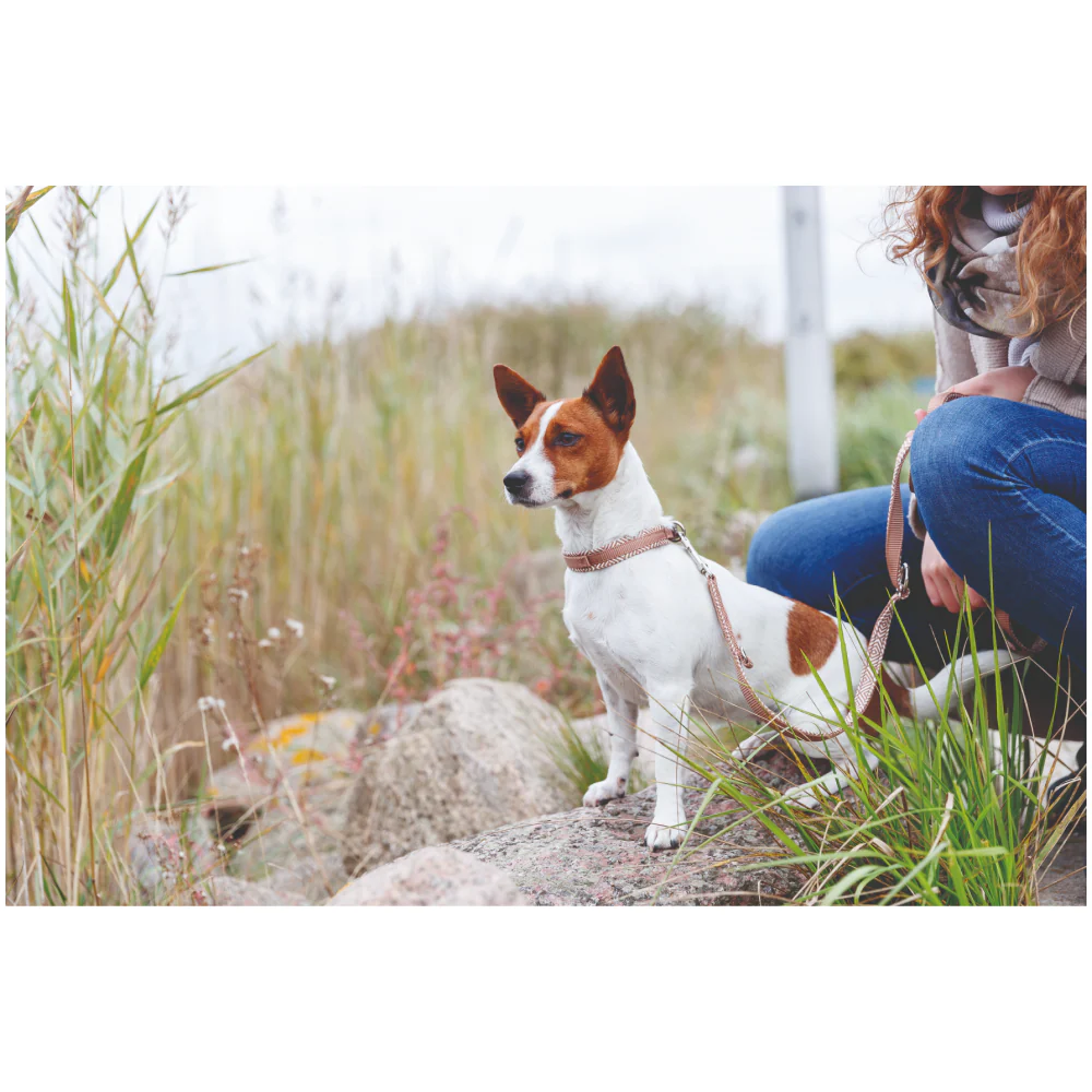 Trixie Premium Extra Wide Neoprene Padded Collar for Dogs (Boho Diamond/Caramel) - Image 5