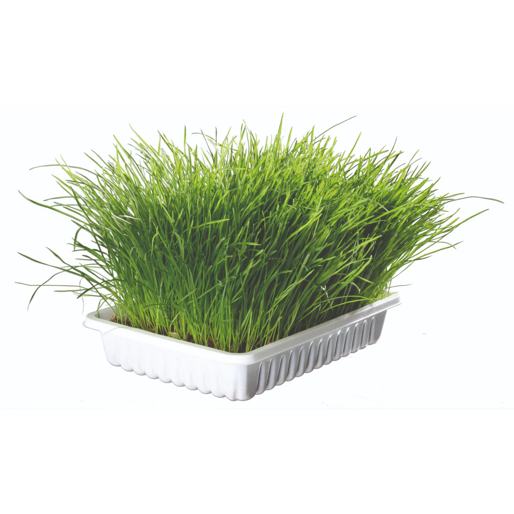 Trixie Soft Grass Bowl for Cats - Image 2
