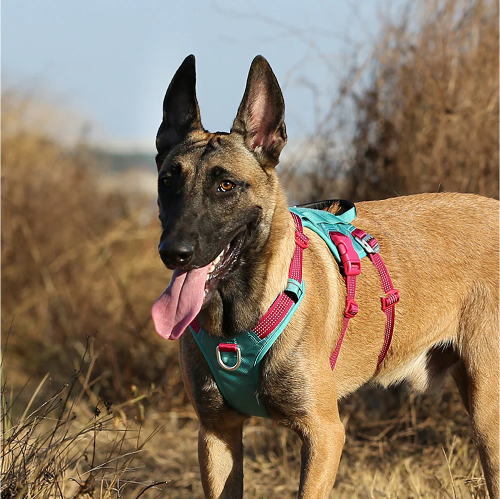 Truelove Escape proof harness for Dogs (Vibrant Orange) - Image 7