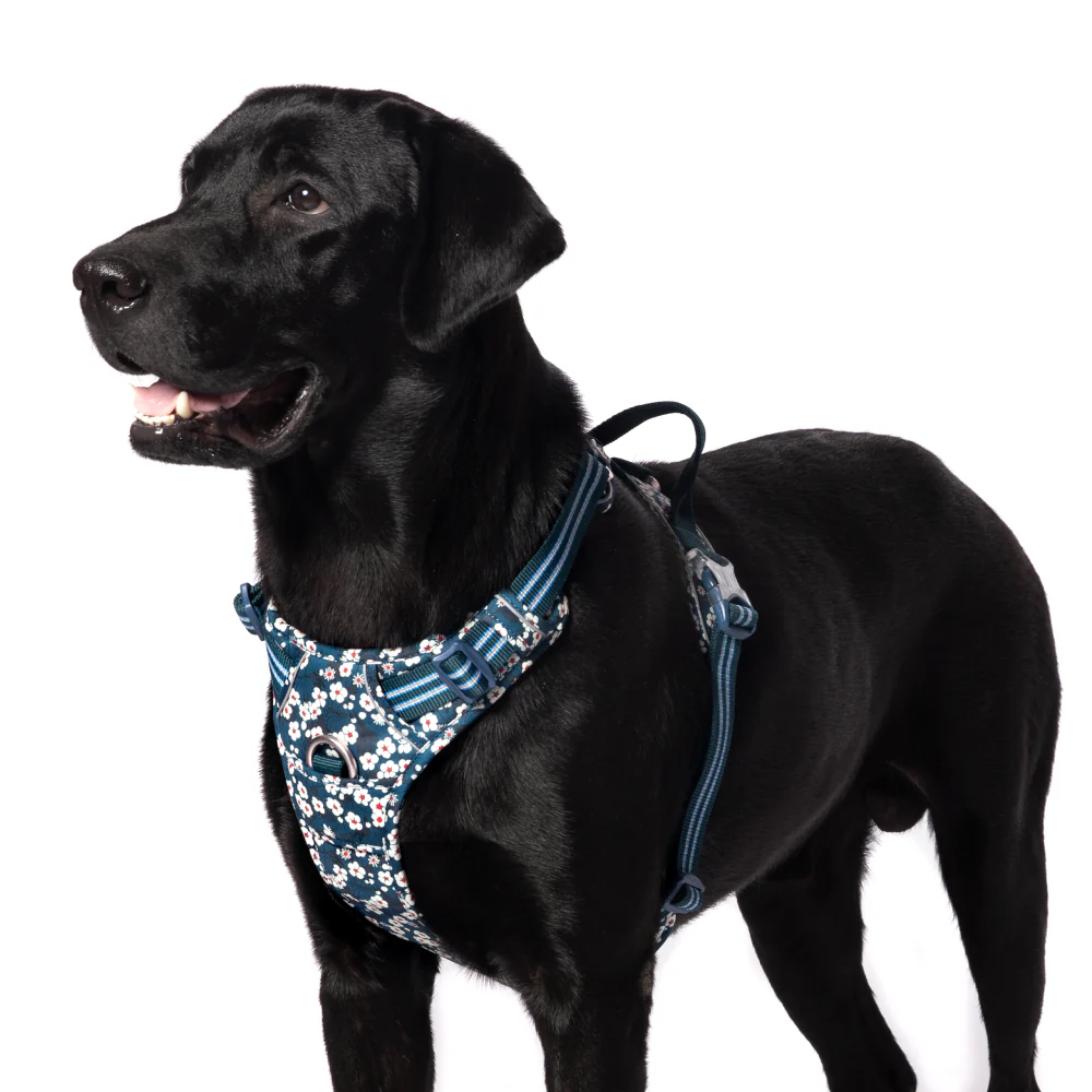 Truelove Floral No Pull 3M Reflective Harness for Dogs (Saxony Blue) - Image 4