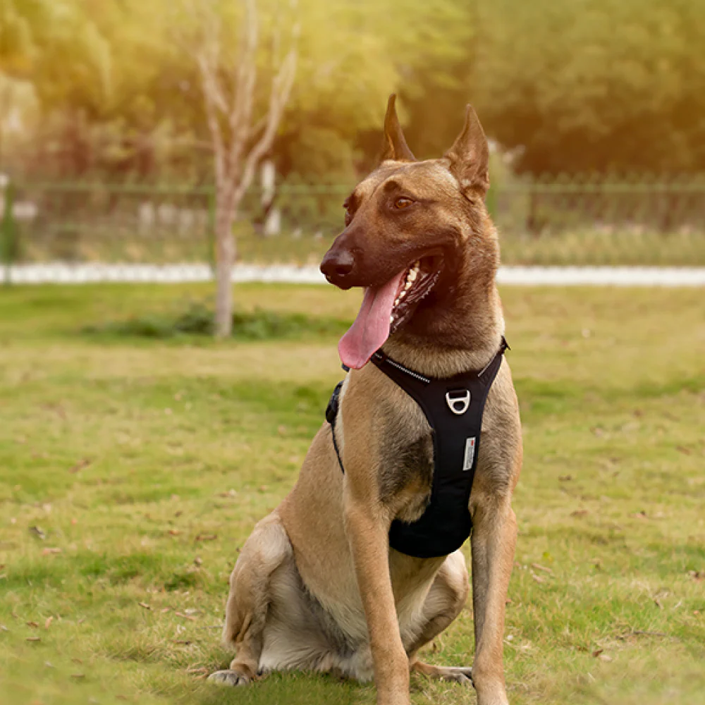 Truelove No Pull Cordura Harness with 3M Reflective Material for Dogs (Purple) - Image 5