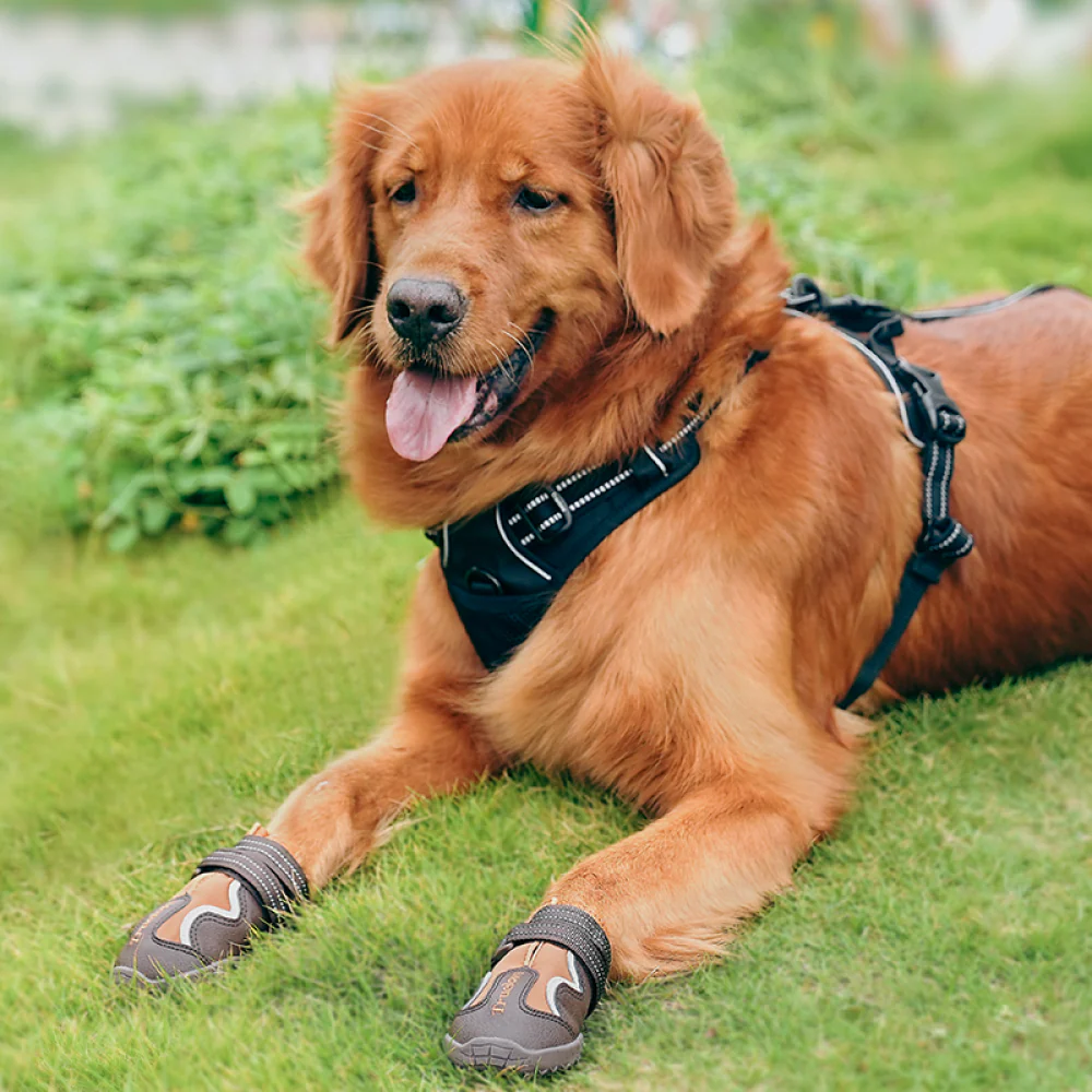 Truelove Reflective Waterproof and TPR Sole Shoes for Dogs (Pinecone/Glazed Ginger, Set of 4) - Image 9