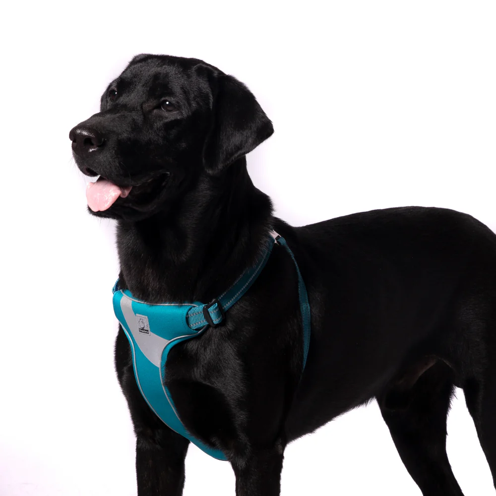 Truelove Step in Harness for Dogs (Blue) - Image 3