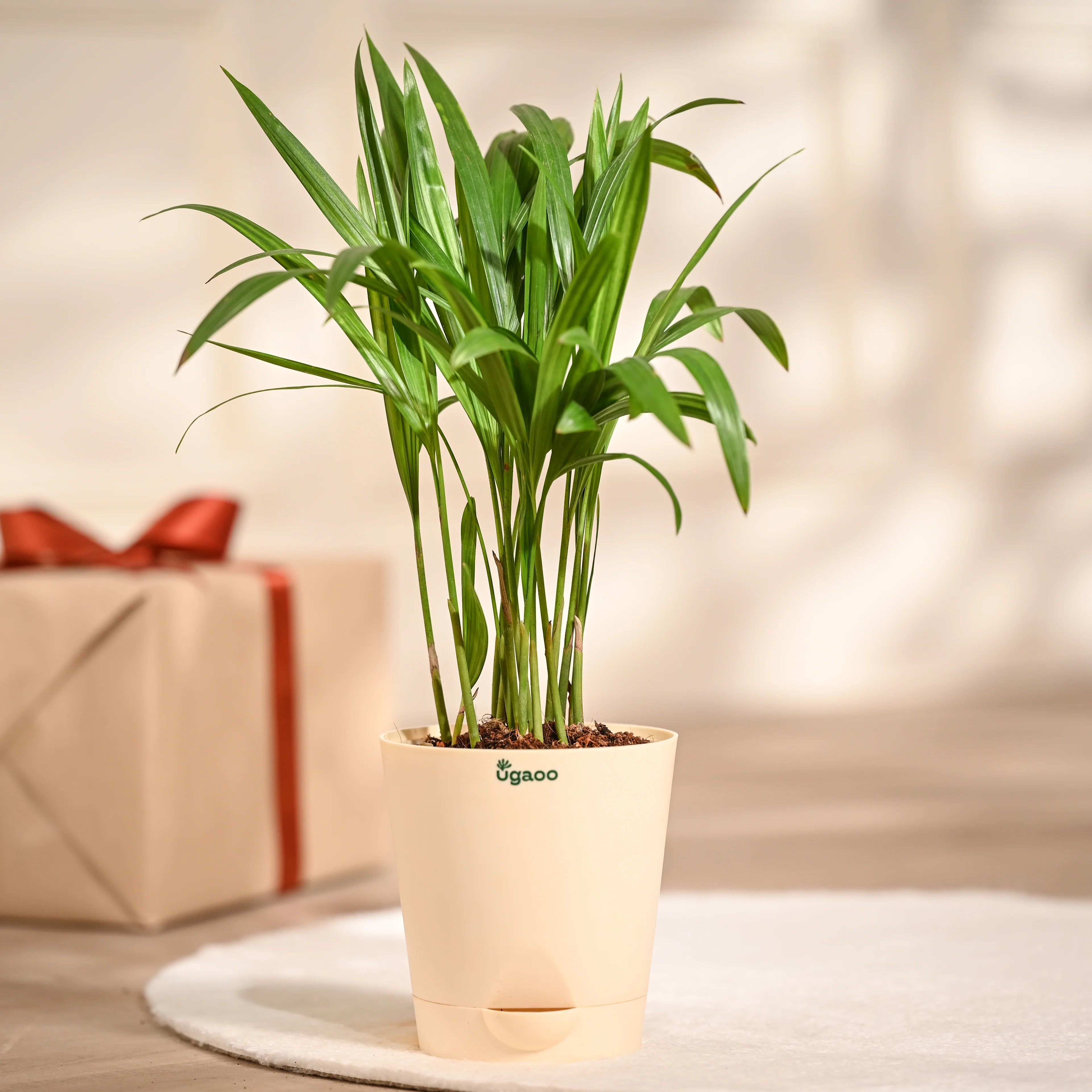 Ugaoo Areca Palm Pet Safe Plant with Self Watering Pot - Image 2
