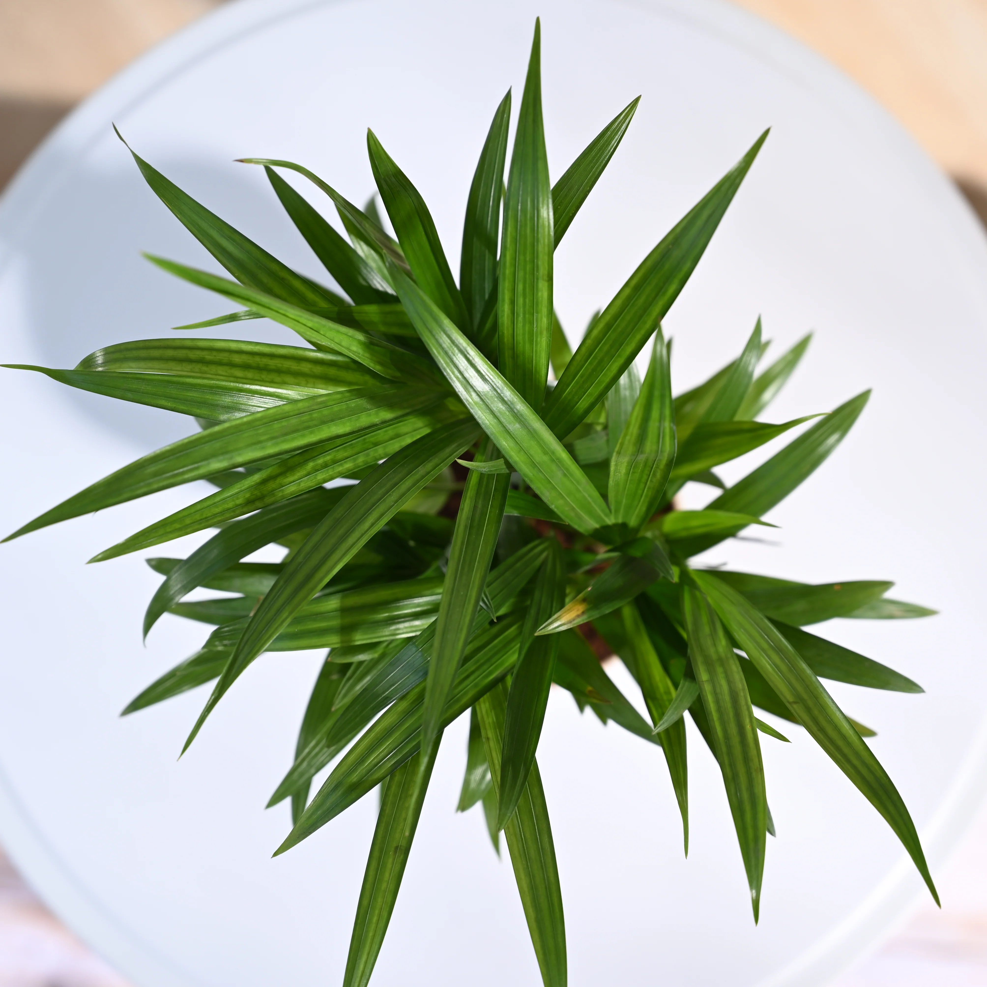 Ugaoo Areca Palm Pet Safe Plant with Self Watering Pot - Image 3