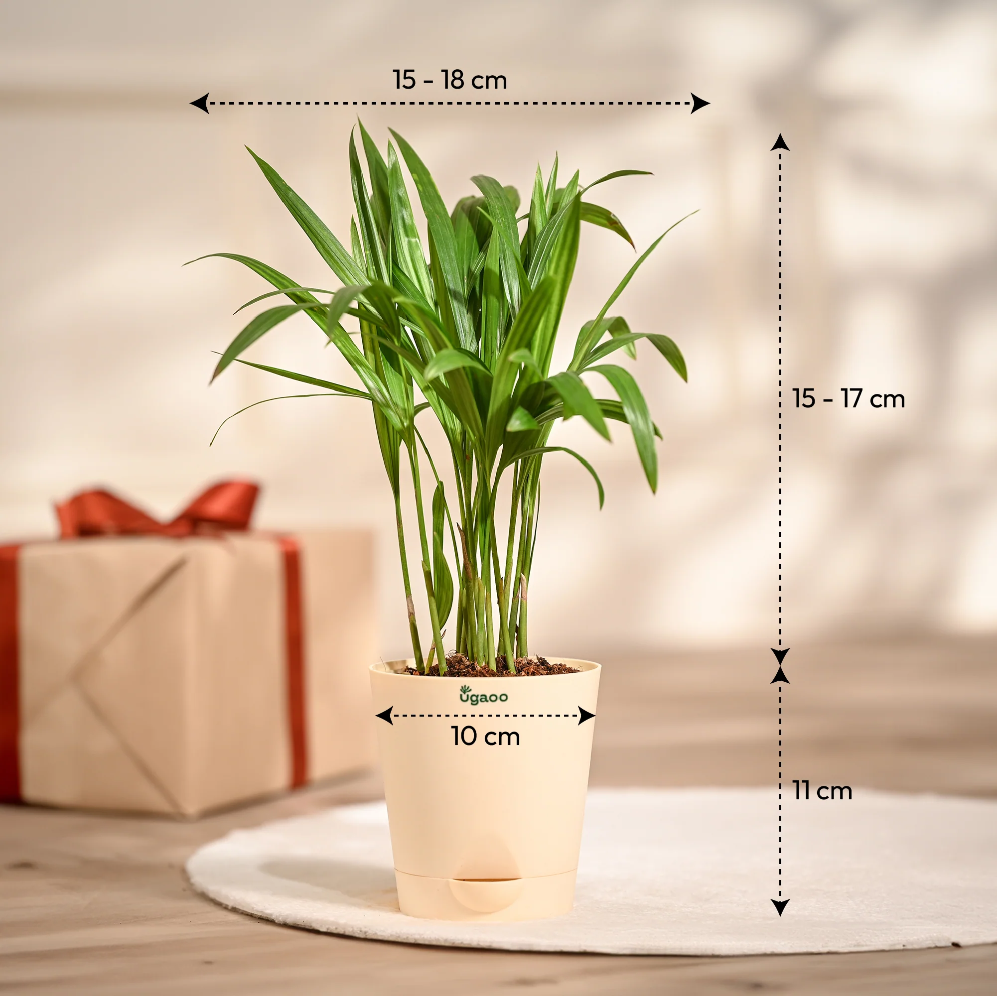 Ugaoo Areca Palm Pet Safe Plant with Self Watering Pot - Image 4
