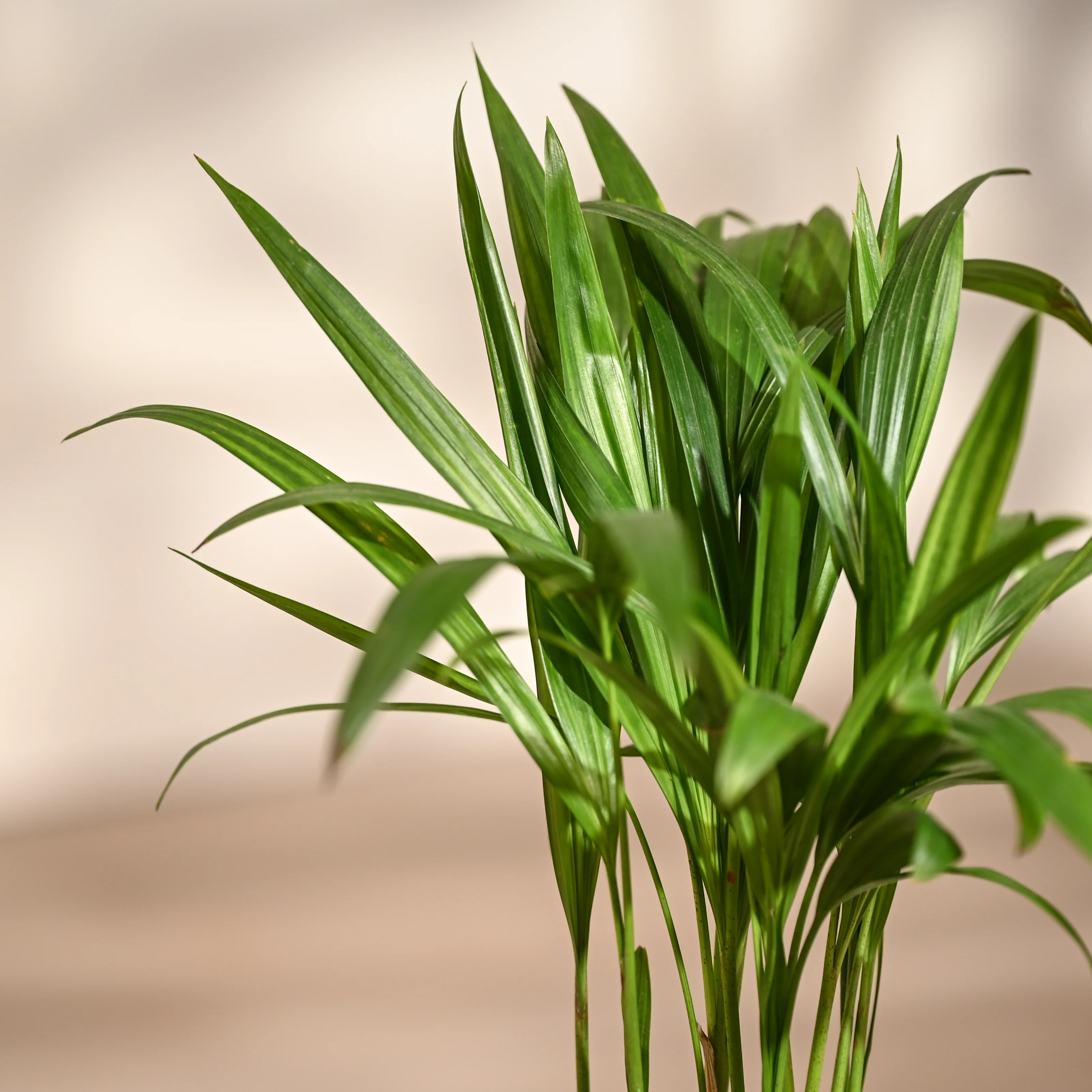 Ugaoo Areca Palm Pet Safe Plant with Self Watering Pot - Image 5