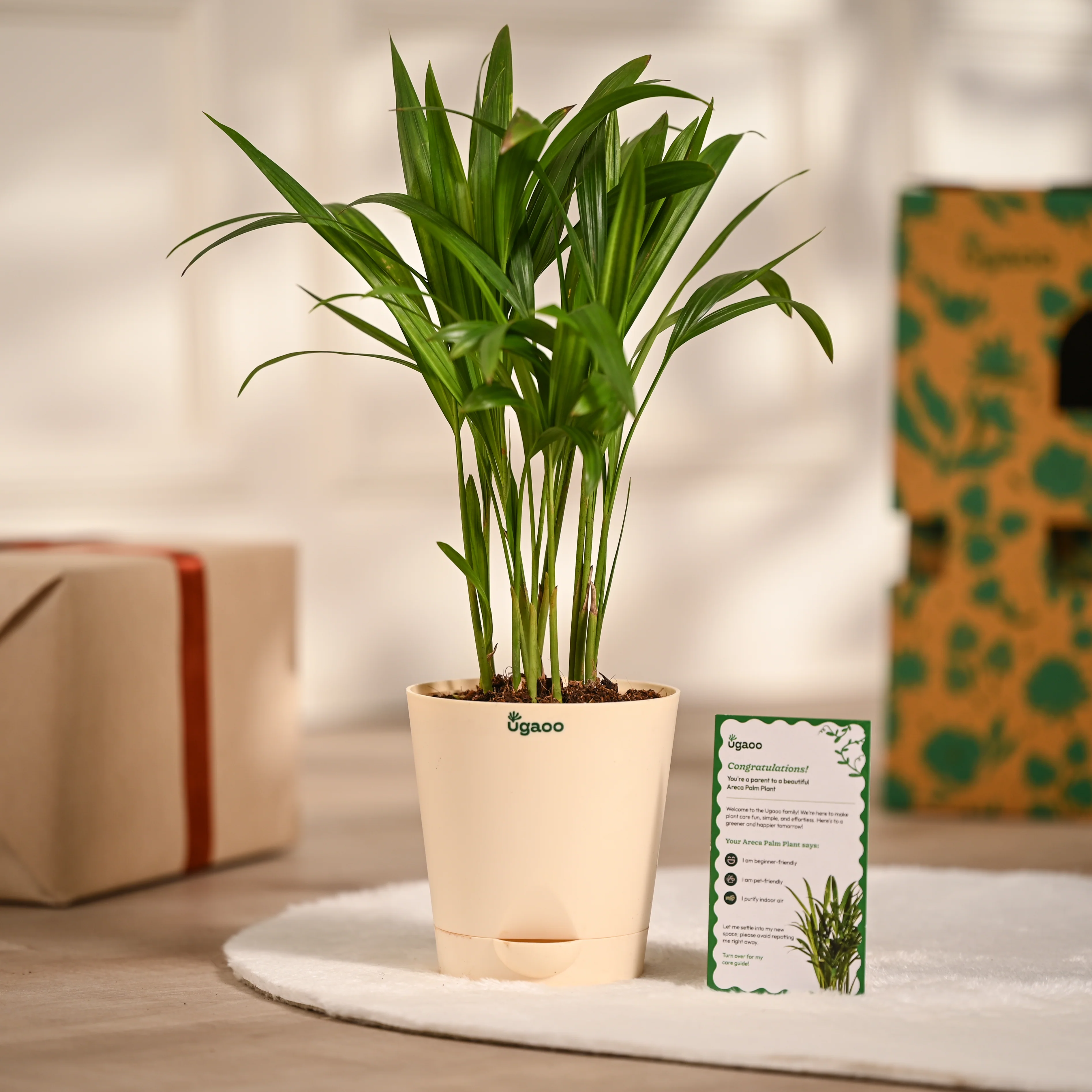 Ugaoo Areca Palm Pet Safe Plant with Self Watering Pot - Image 6