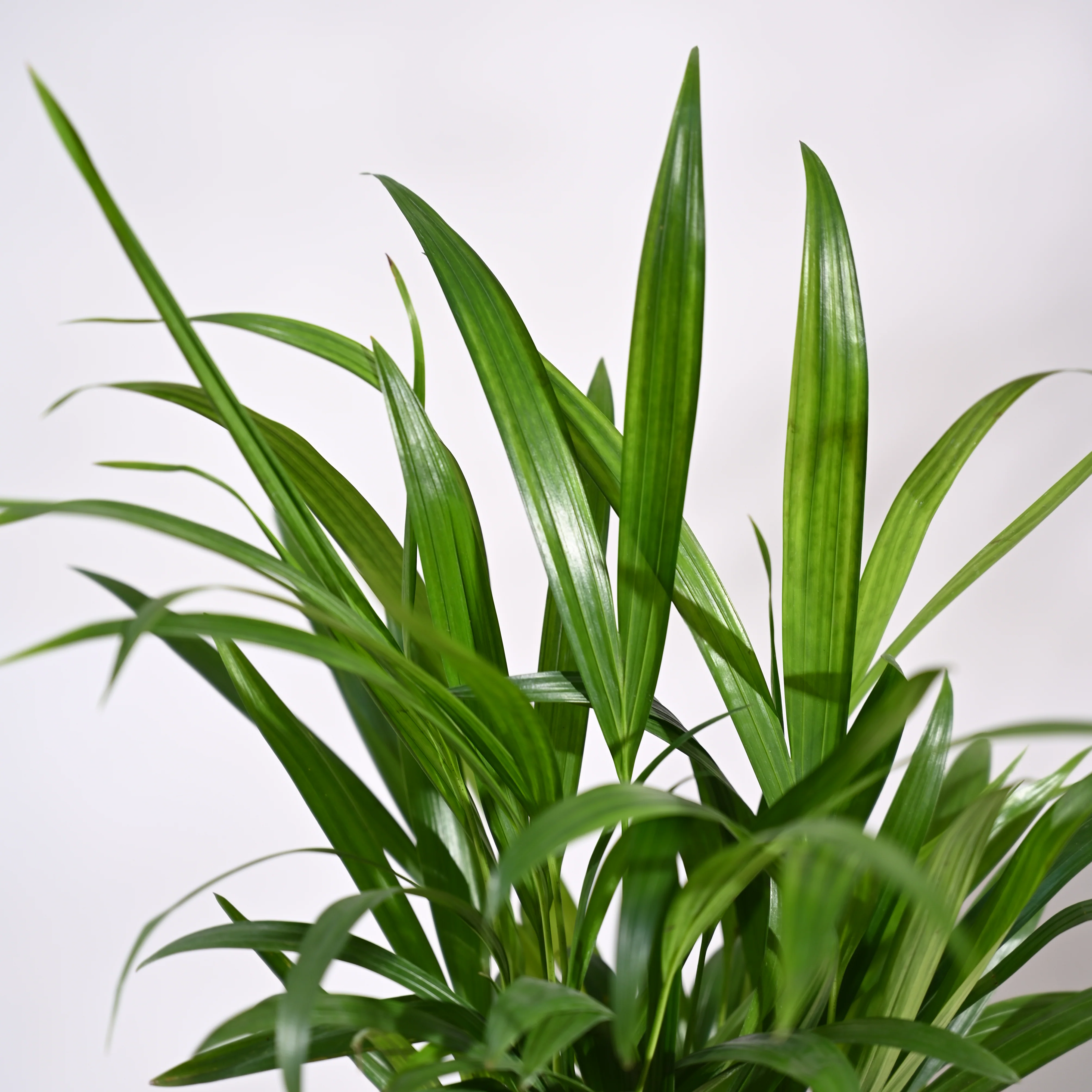 Ugaoo Areca Palm Pet Safe Plant with Self Watering Pot - Image 7