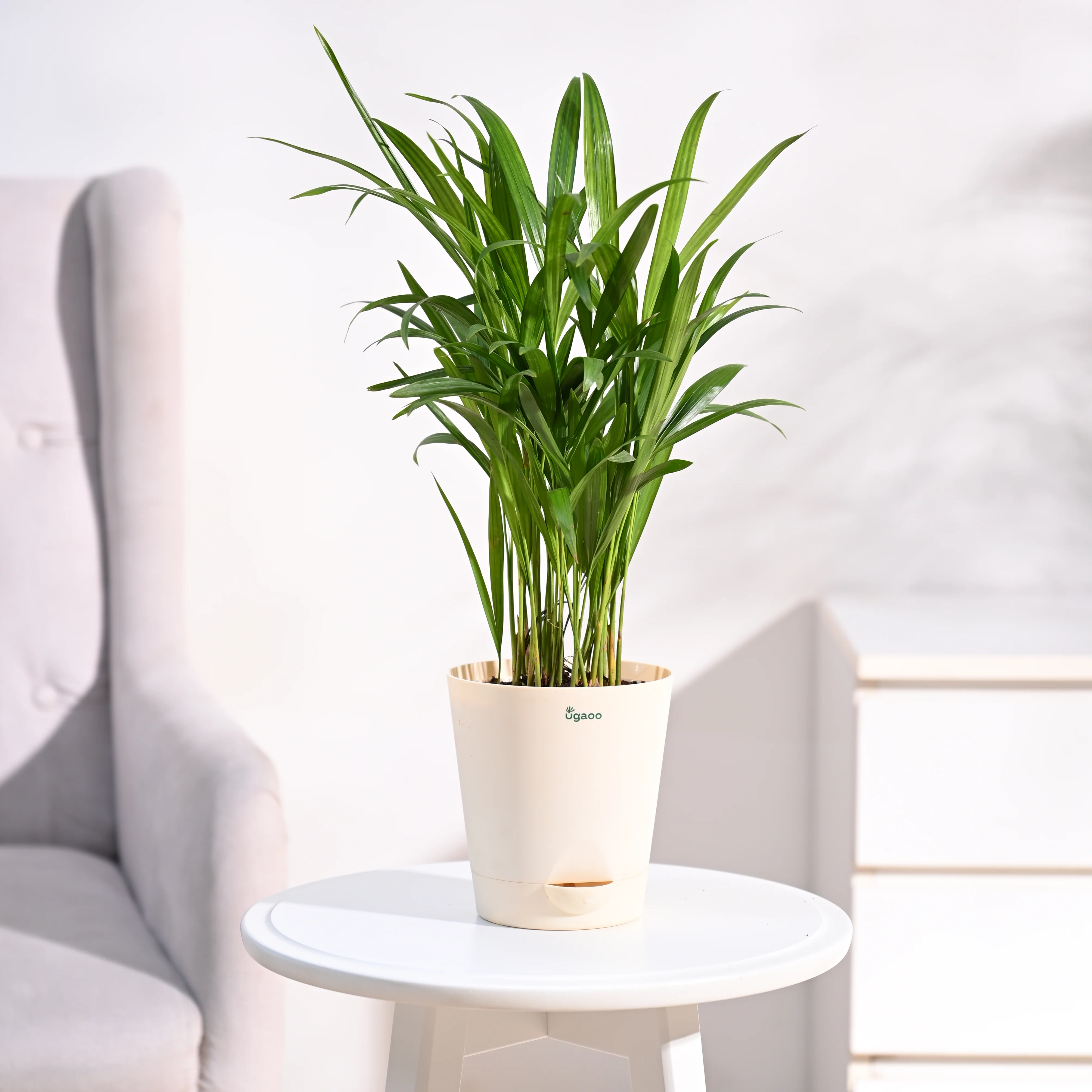 Ugaoo Areca Palm Pet Safe Plant with Self Watering Pot - Image 8