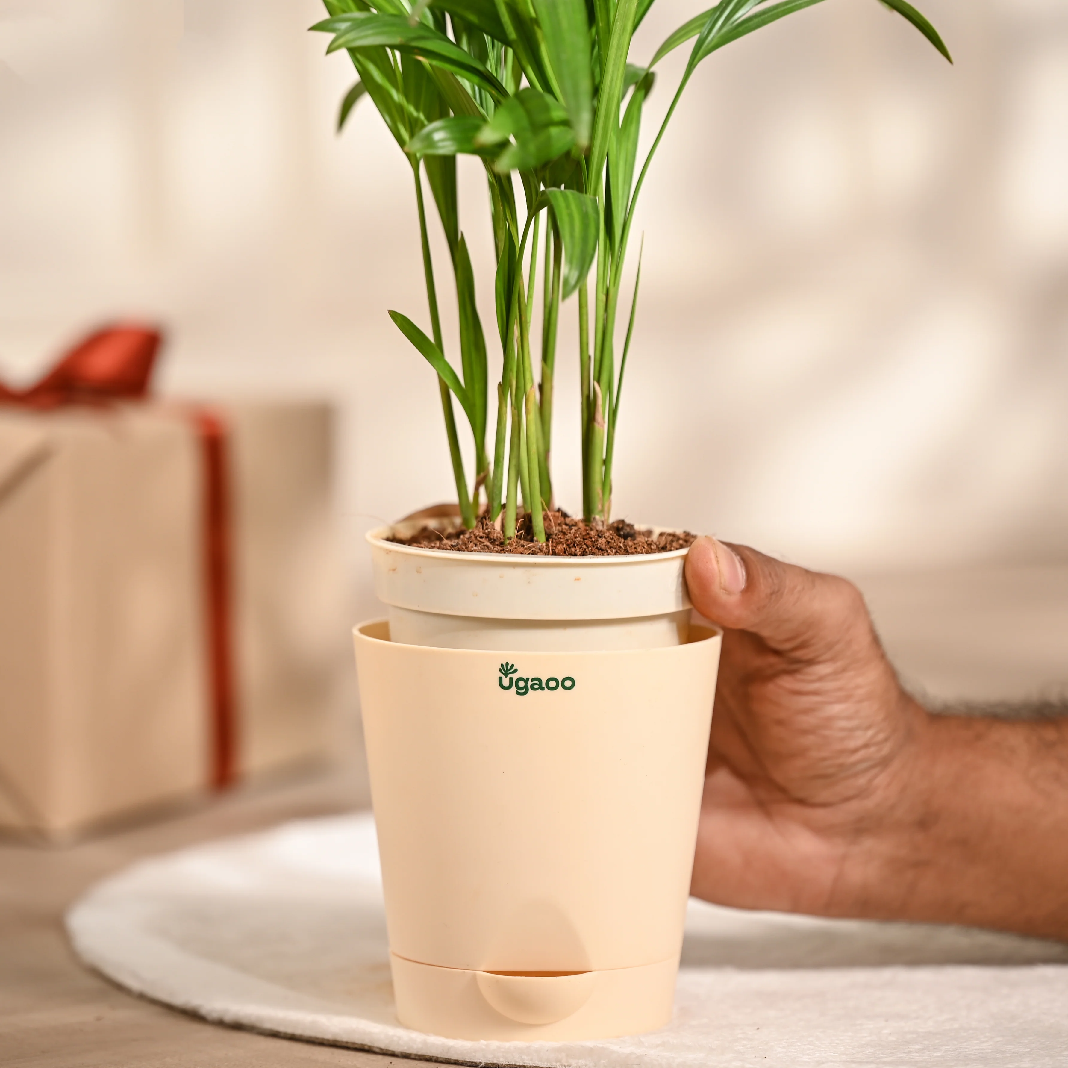 Ugaoo Areca Palm Pet Safe Plant with Self Watering Pot - Image 9