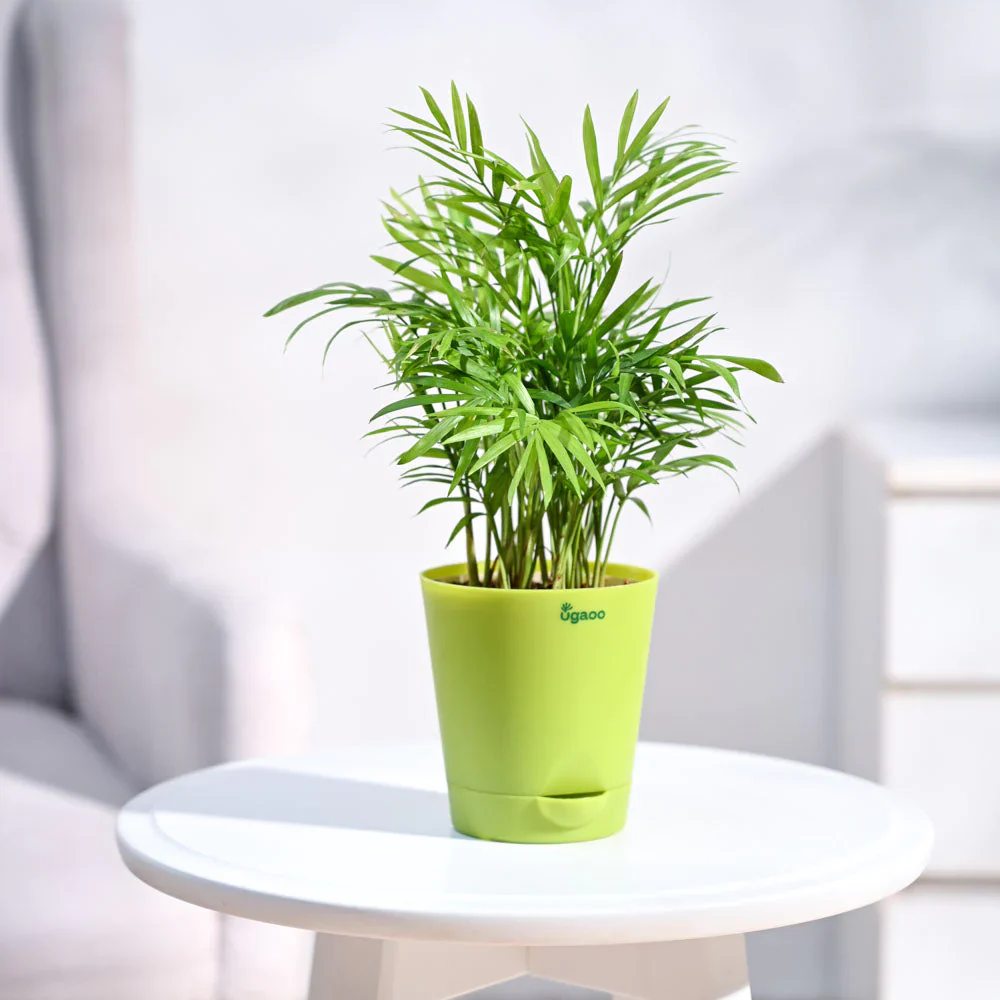 Ugaoo Bamboo Palm Pet Safe Plant with Self Watering Pot - Image 2