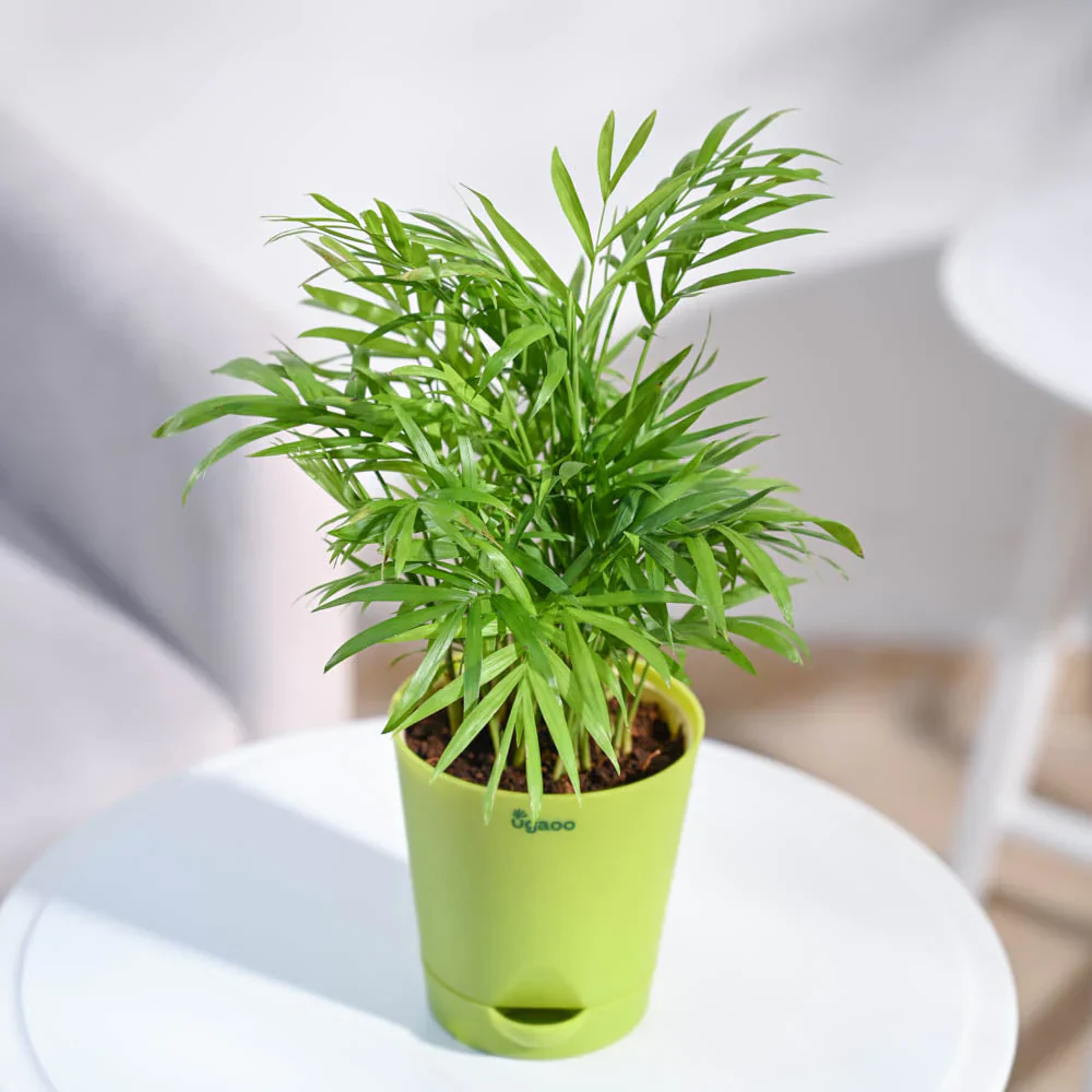 Ugaoo Bamboo Palm Pet Safe Plant with Self Watering Pot - Image 3