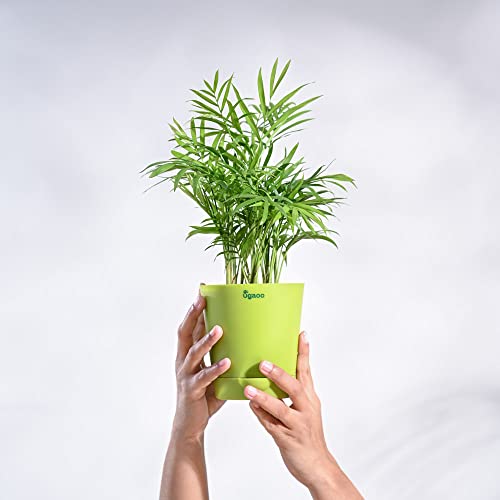 Ugaoo Bamboo Palm Pet Safe Plant with Self Watering Pot - Image 4