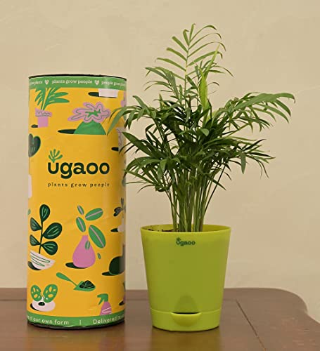Ugaoo Bamboo Palm Pet Safe Plant with Self Watering Pot - Image 5