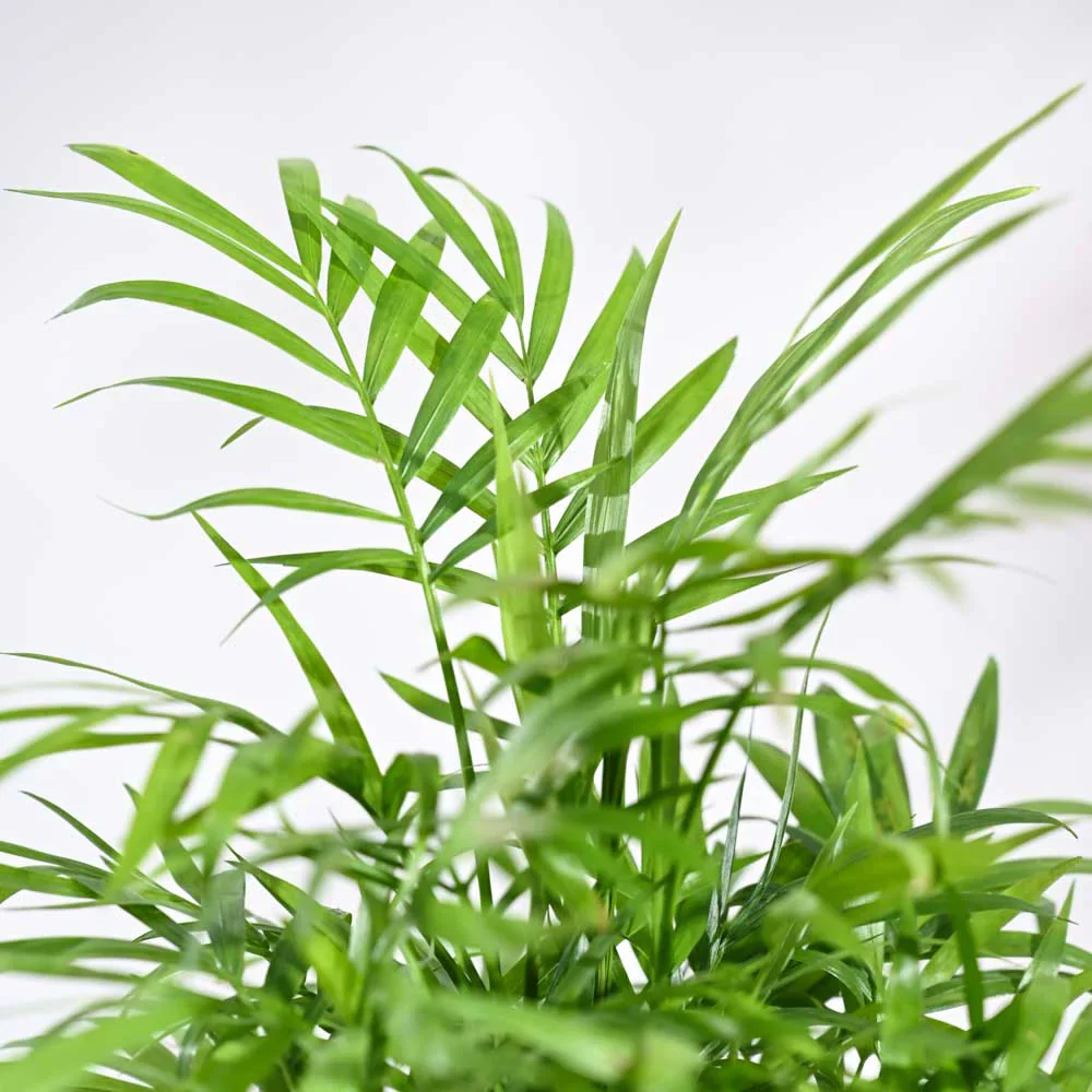 Ugaoo Bamboo Palm Pet Safe Plant with Self Watering Pot - Image 6