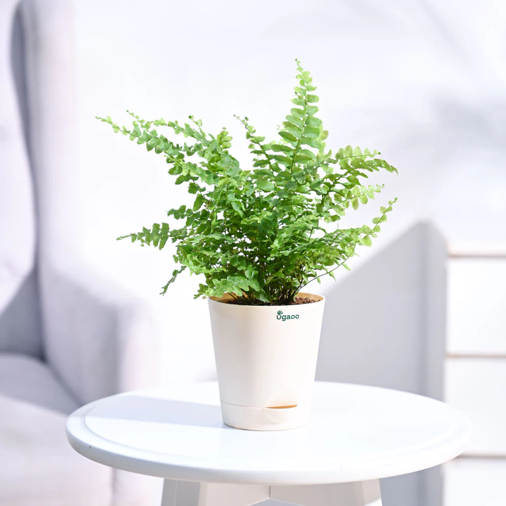 Ugaoo Boston Compacta Natural Live Indoor Pet Safe Plant with Pot - Image 2