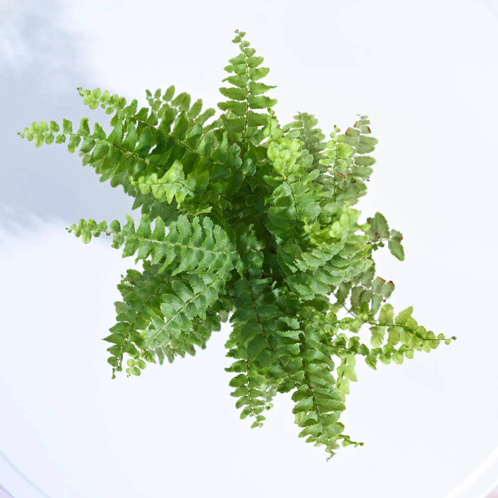Ugaoo Boston Compacta Natural Live Indoor Pet Safe Plant with Pot - Image 3