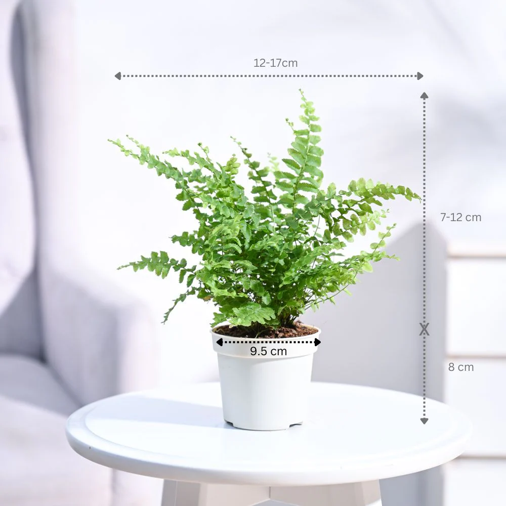 Ugaoo Boston Compacta Natural Live Indoor Pet Safe Plant with Pot - Image 4