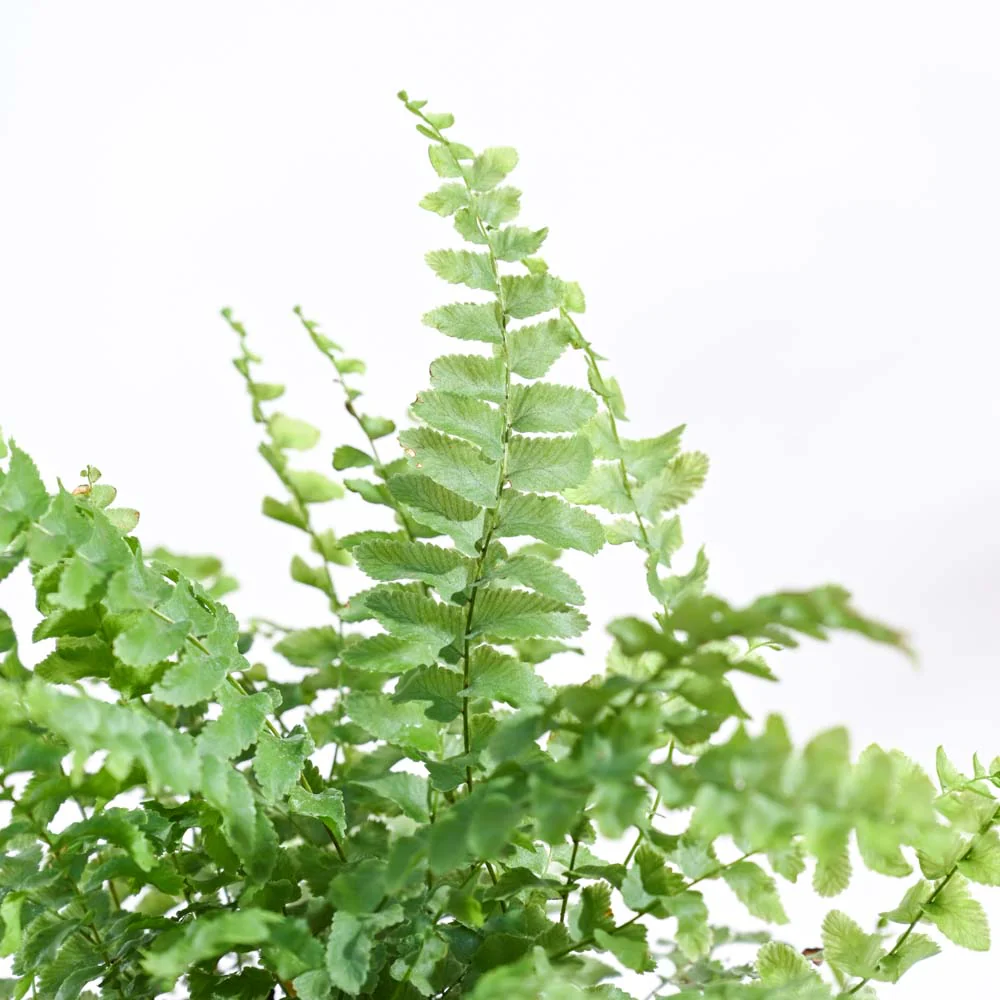 Ugaoo Boston Compacta Natural Live Indoor Pet Safe Plant with Pot - Image 5