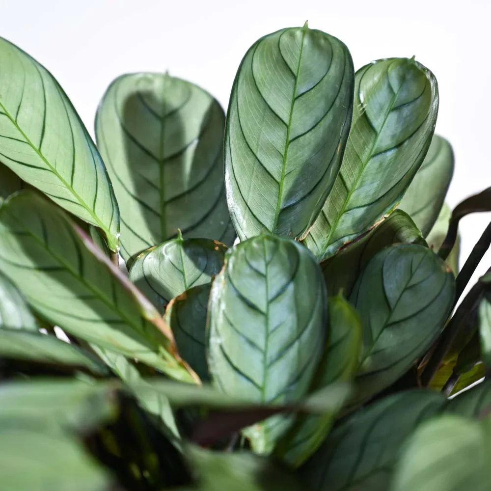 Ugaoo Calathea Prayer Indoor Live Pet Safe Plant with Pot - Image 2