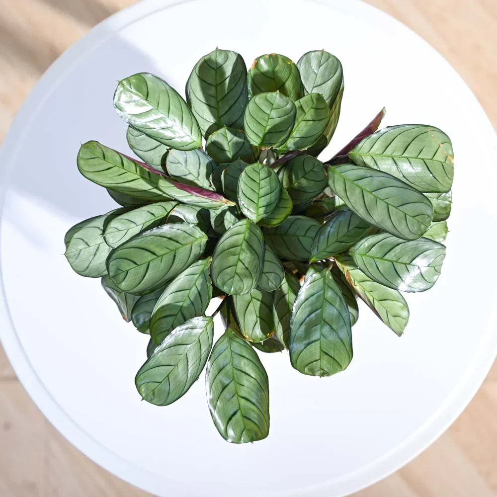Ugaoo Calathea Prayer Indoor Live Pet Safe Plant with Pot - Image 3