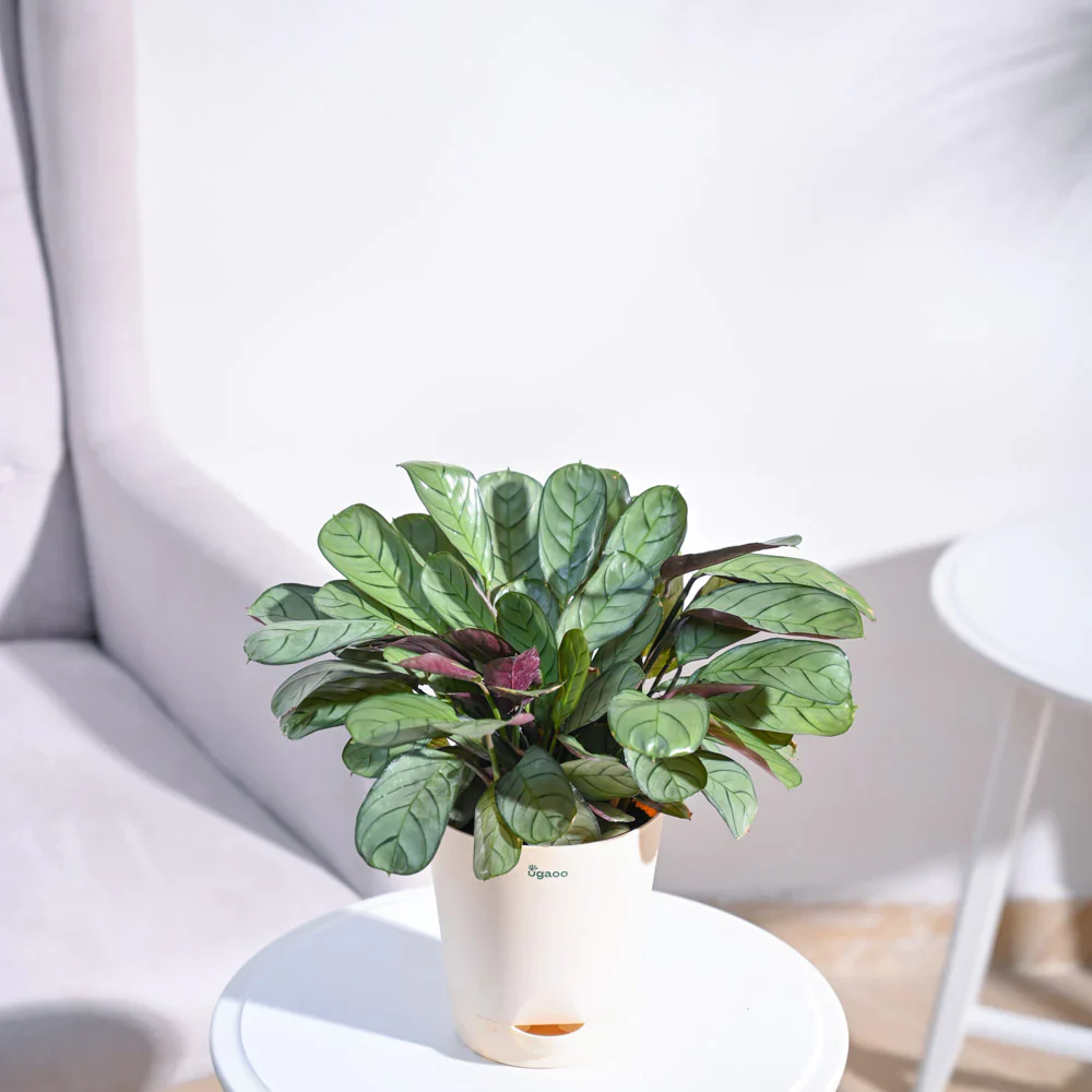 Ugaoo Calathea Prayer Indoor Live Pet Safe Plant with Pot - Image 4