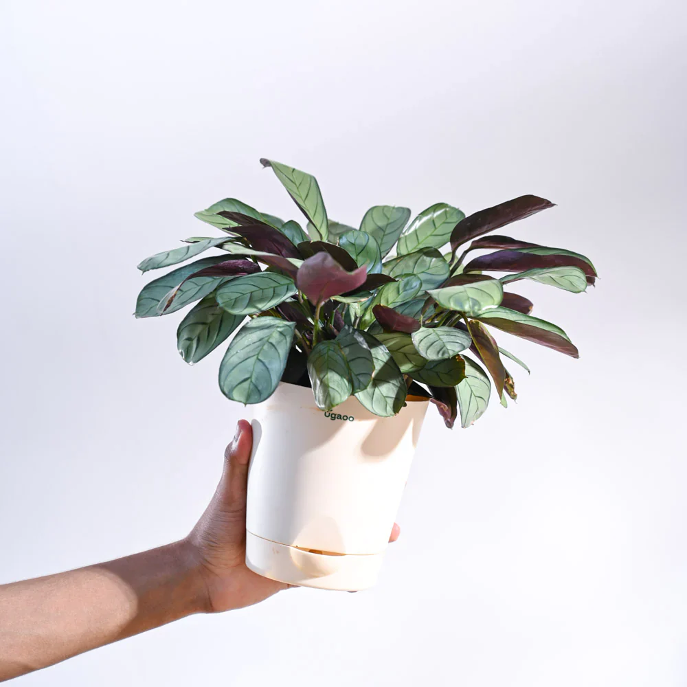 Ugaoo Calathea Prayer Indoor Live Pet Safe Plant with Pot - Image 5
