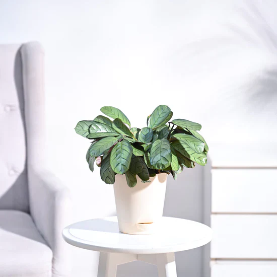 Ugaoo Calathea Prayer Indoor Live Pet Safe Plant with Pot - Image 6