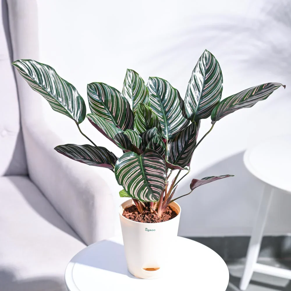 Ugaoo Calathea Sanderiana Natural Live Indoor Pet Safe Plant with Pot - Image 2