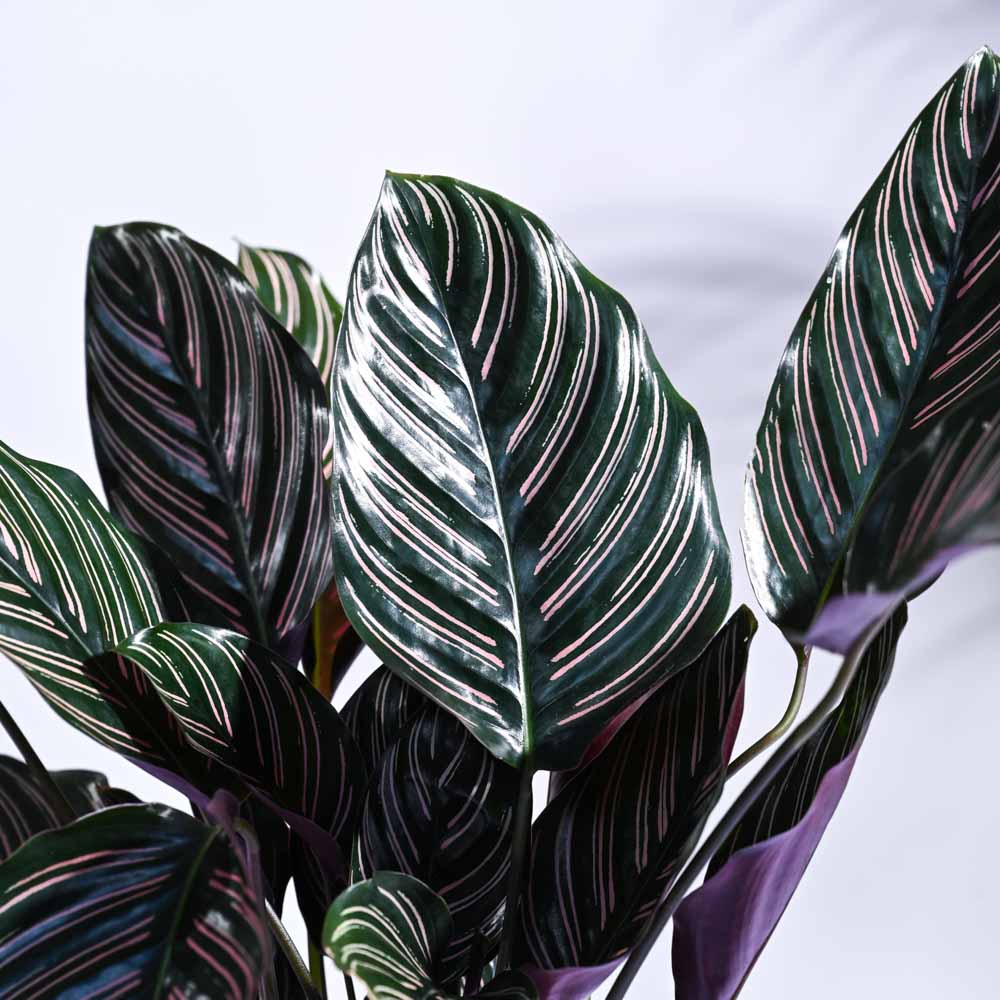Ugaoo Calathea Sanderiana Natural Live Indoor Pet Safe Plant with Pot - Image 3