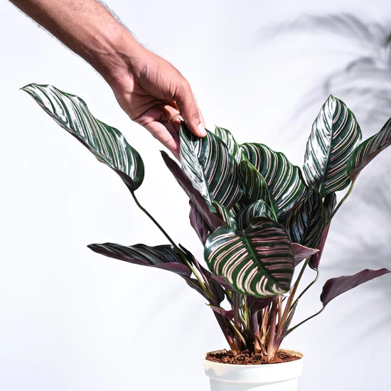 Ugaoo Calathea Sanderiana Natural Live Indoor Pet Safe Plant with Pot - Image 4