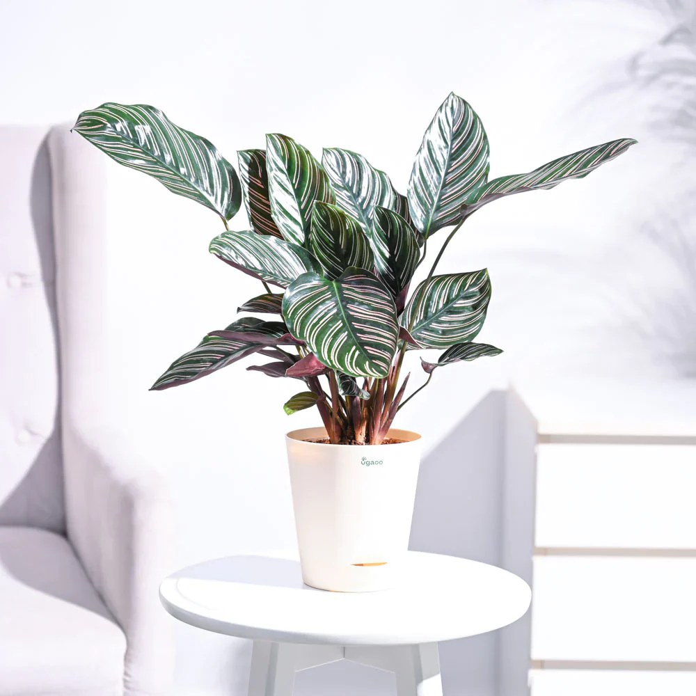 Ugaoo Calathea Sanderiana Natural Live Indoor Pet Safe Plant with Pot - Image 5