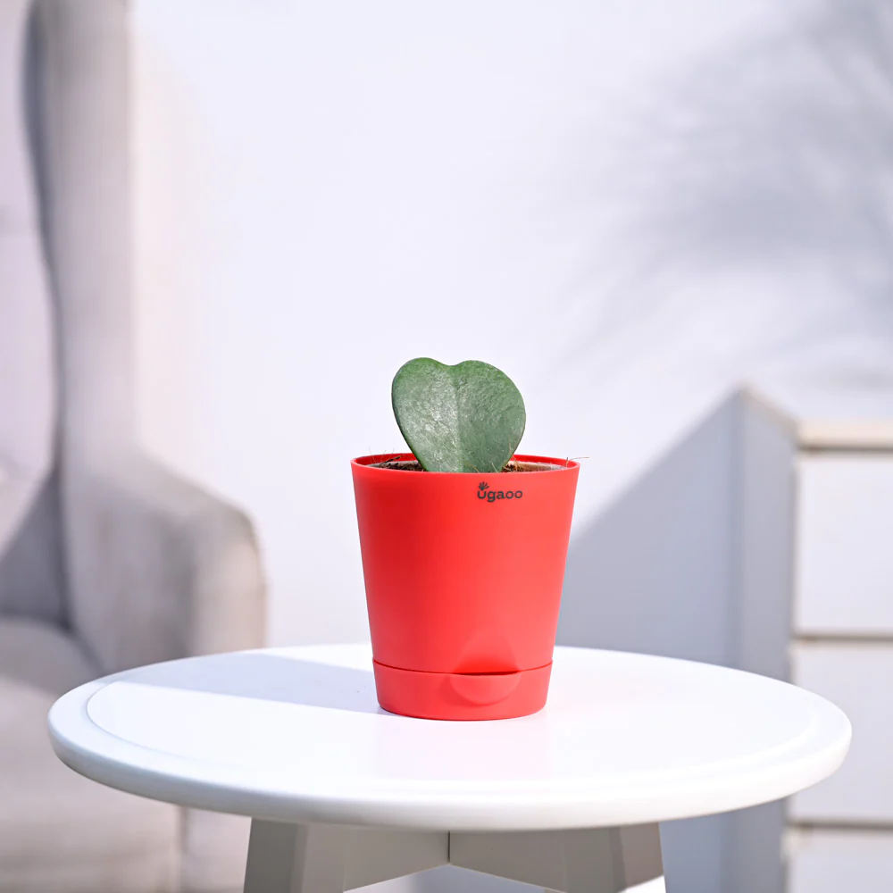 Ugaoo Heart Hoya Succulent Live Pet Safe Plant with Pot - Image 2