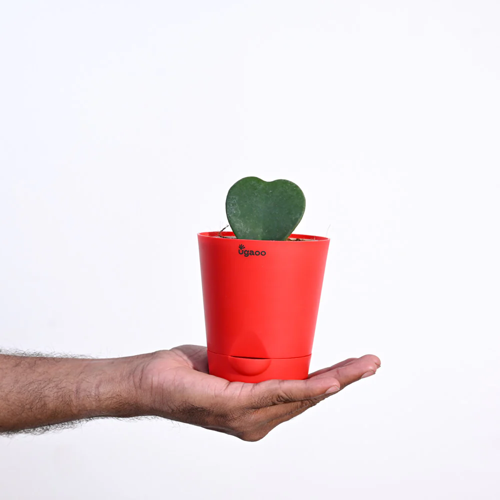Ugaoo Heart Hoya Succulent Live Pet Safe Plant with Pot - Image 3