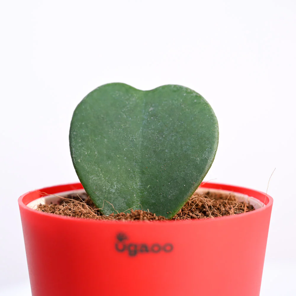 Ugaoo Heart Hoya Succulent Live Pet Safe Plant with Pot - Image 4