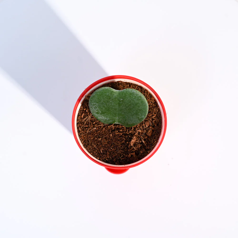 Ugaoo Heart Hoya Succulent Live Pet Safe Plant with Pot - Image 5
