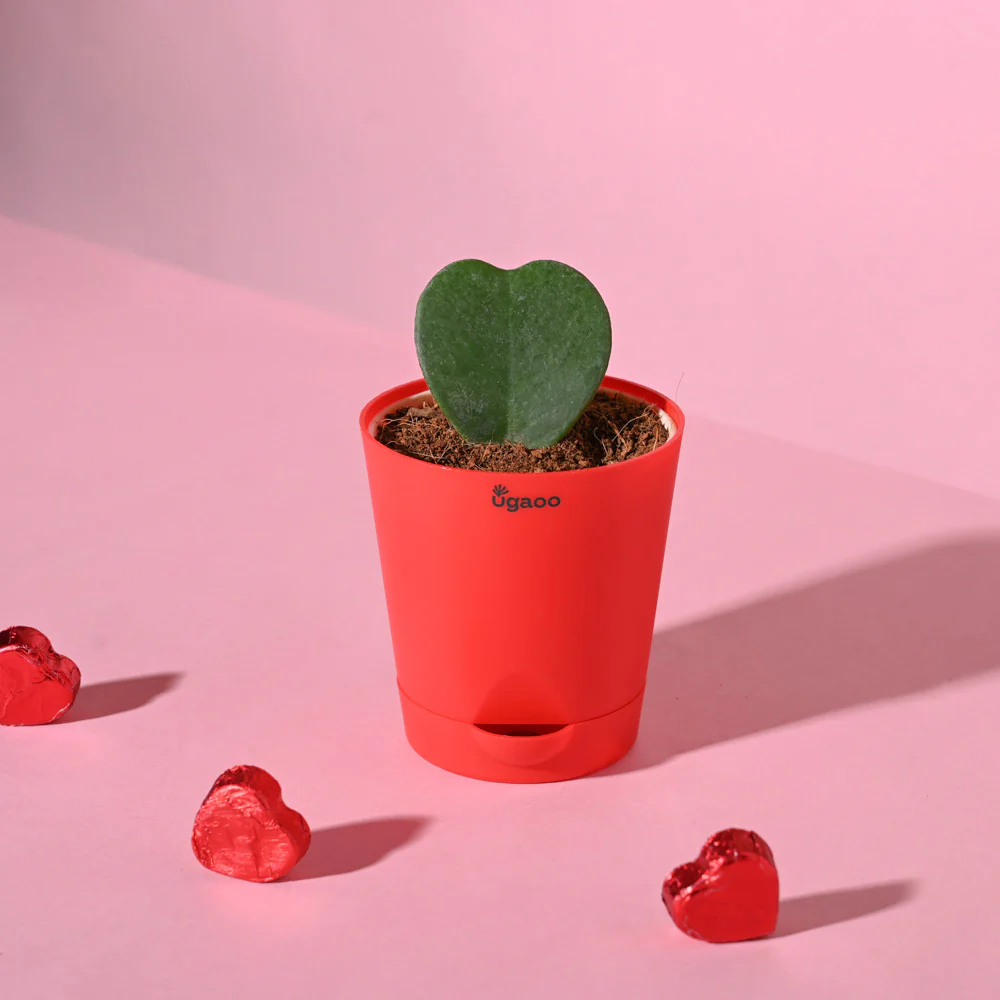 Ugaoo Heart Hoya Succulent Live Pet Safe Plant with Pot - Image 6