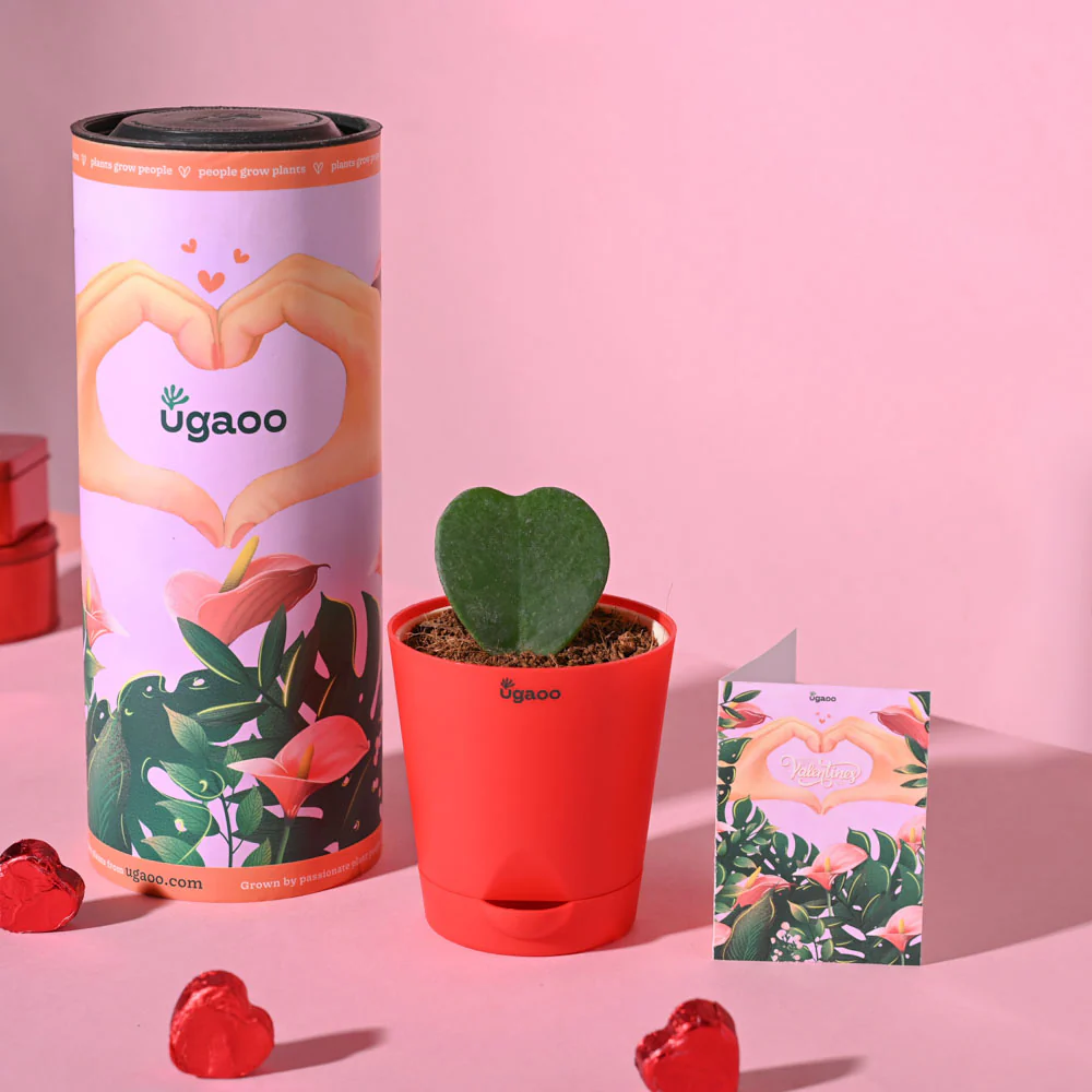 Ugaoo Heart Hoya Succulent Live Pet Safe Plant with Pot - Image 7