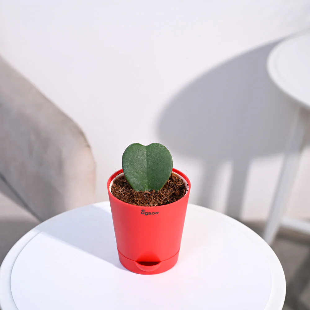 Ugaoo Heart Hoya Succulent Live Pet Safe Plant with Pot - Image 8