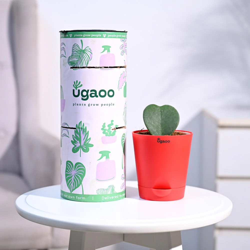 Ugaoo Heart Hoya Succulent Live Pet Safe Plant with Pot - Image 9