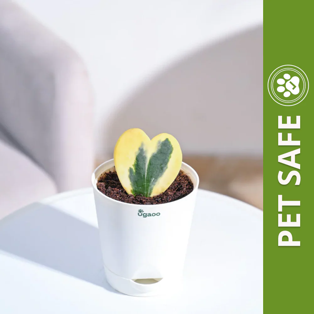 Ugaoo Heart Hoya Variegated Succulent Live Pet Safe Plant with Pot