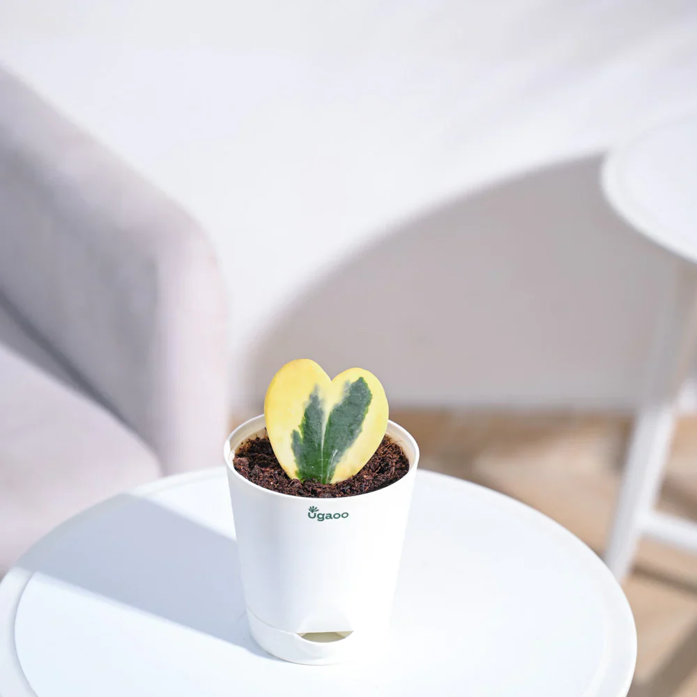 Ugaoo Heart Hoya Variegated Succulent Live Pet Safe Plant with Pot - Image 2