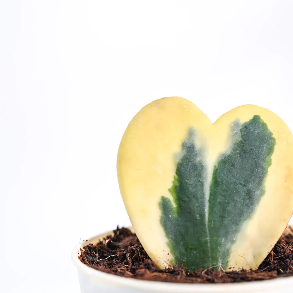 Ugaoo Heart Hoya Variegated Succulent Live Pet Safe Plant with Pot - Image 3