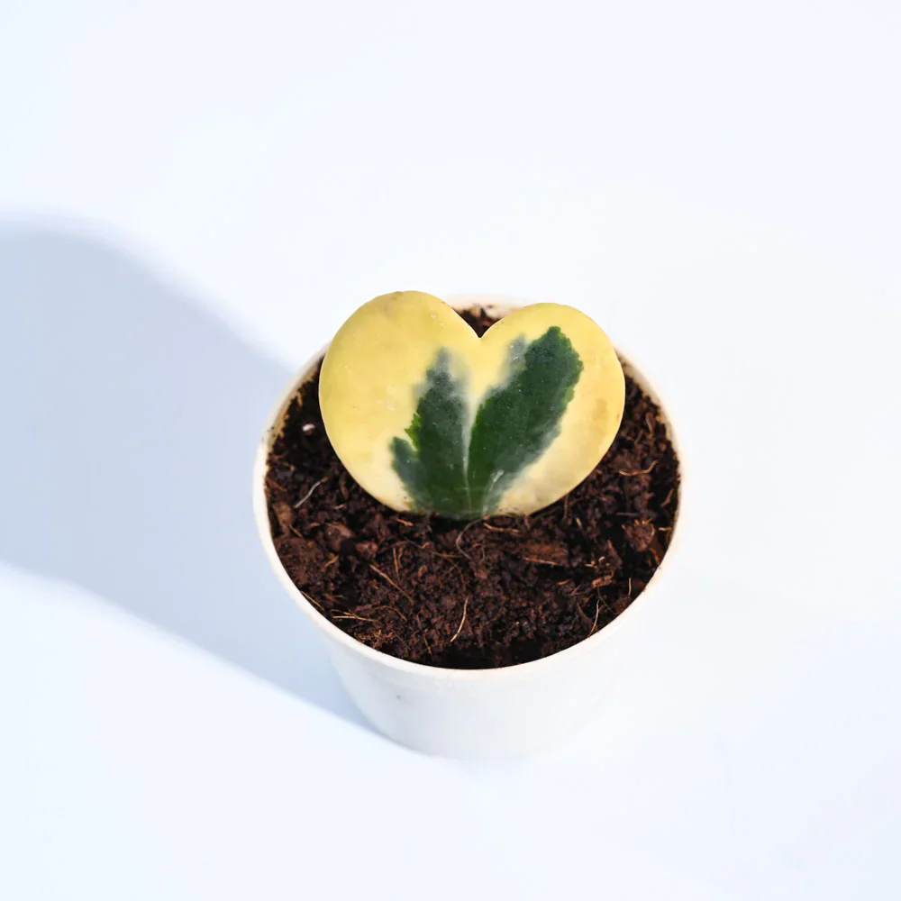 Ugaoo Heart Hoya Variegated Succulent Live Pet Safe Plant with Pot - Image 4
