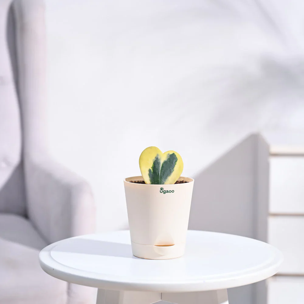 Ugaoo Heart Hoya Variegated Succulent Live Pet Safe Plant with Pot - Image 5