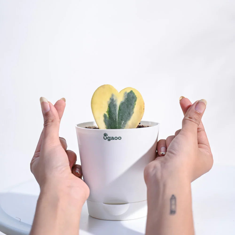 Ugaoo Heart Hoya Variegated Succulent Live Pet Safe Plant with Pot - Image 6