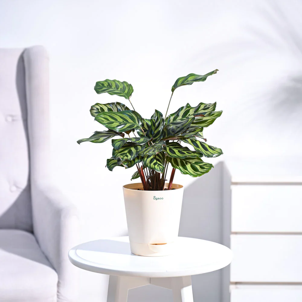 Ugaoo Peacock Natural Live Indoor Pet Safe Plant with Pot - Image 2