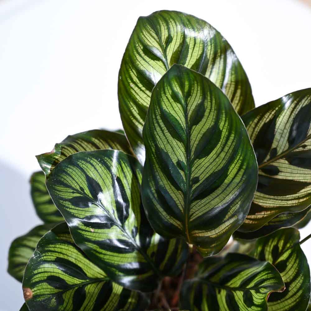 Ugaoo Peacock Natural Live Indoor Pet Safe Plant with Pot - Image 4