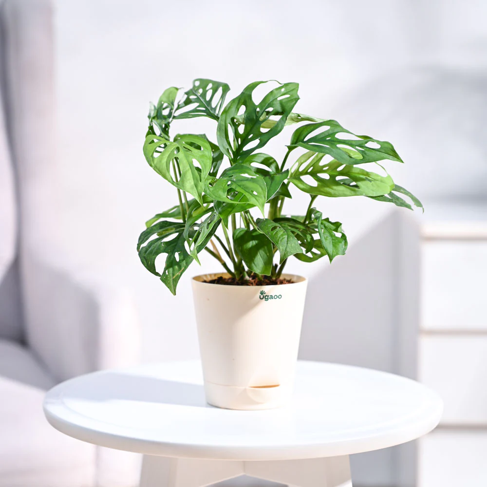 Ugaoo Philodendron Broken Heart Pet Safe Plant with White Self Watering Pot (Monstera Adansonii) - Image 2